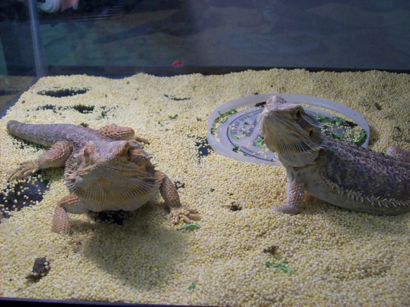 The 2 dragons