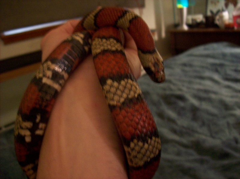 The Kingsnake
