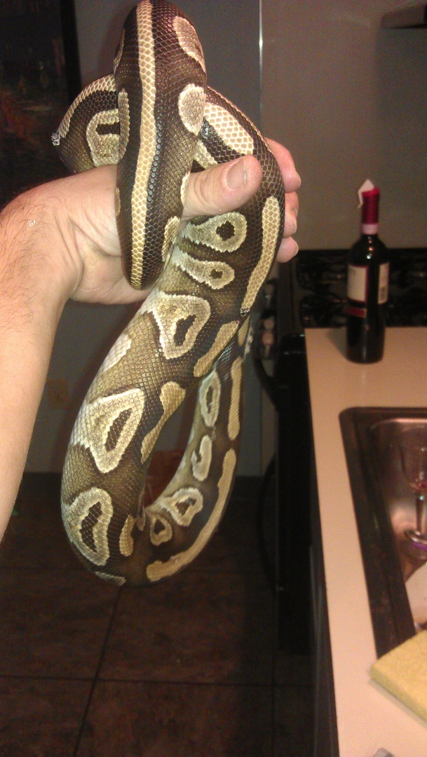 the male mojave