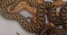 the one i want hognose
