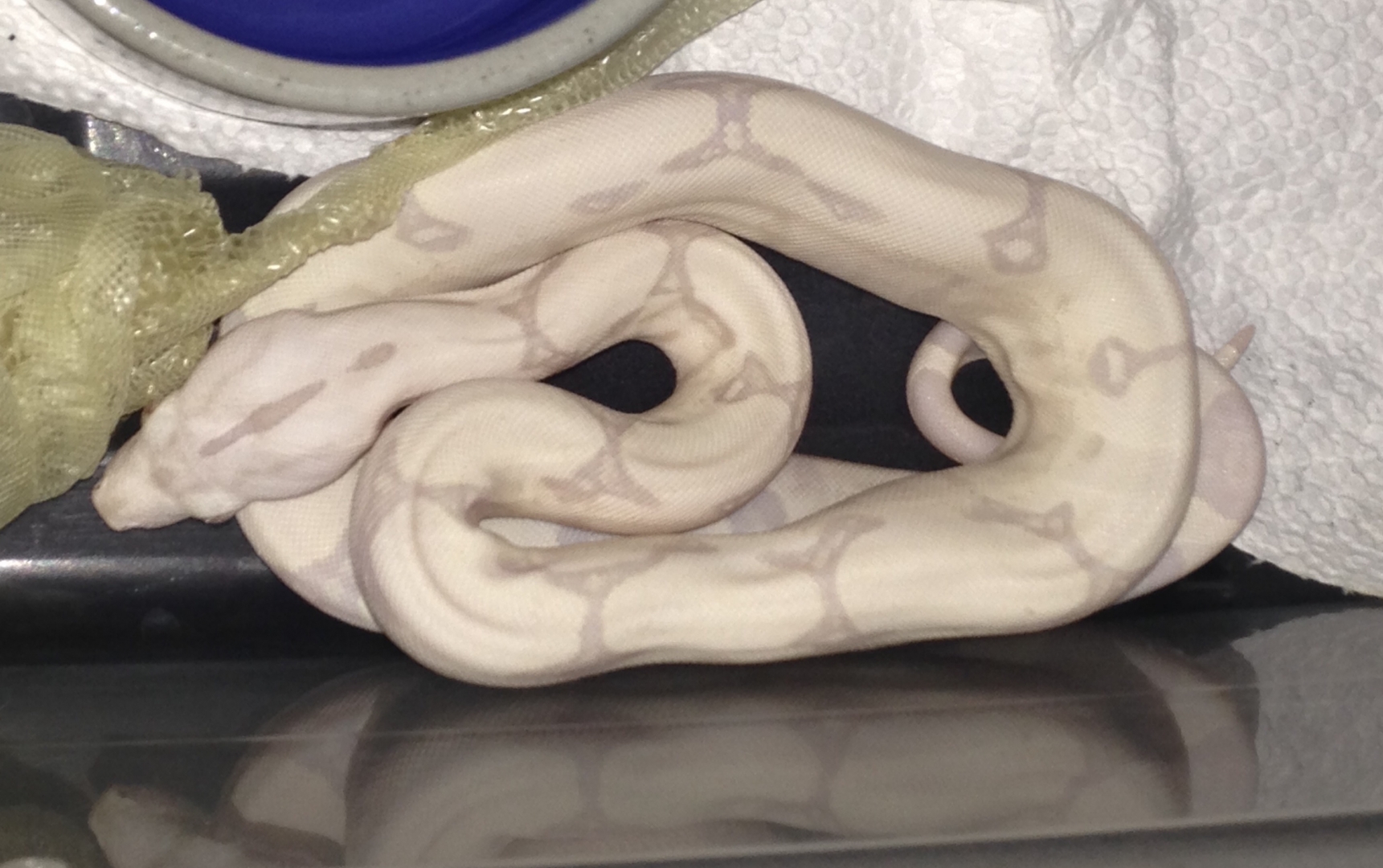 The other, fresh shed possible jungle moonglow.