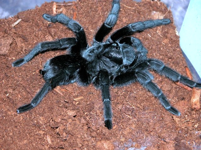 this cobalt blue tarantula female