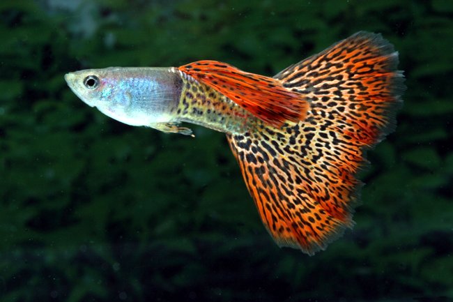 this is my male fancy guppy