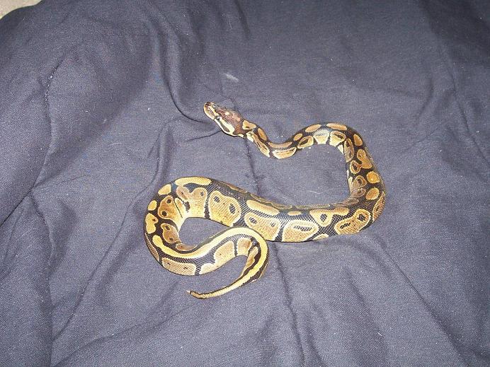 this is my male