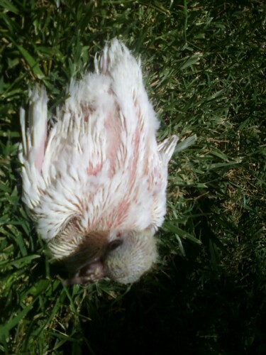 this months italian frillback/common street pigeon mix