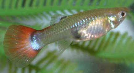 this my female fancy tail guppy
