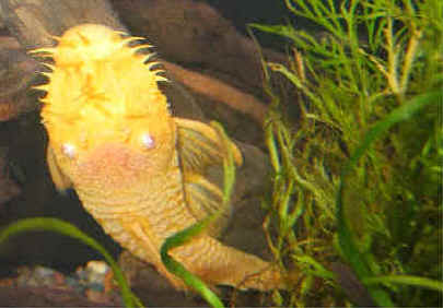this my male bristlenose pleco the female is reg.