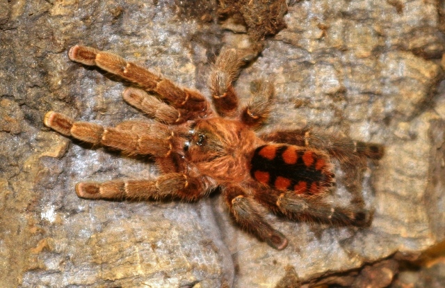 this my male sun tiger