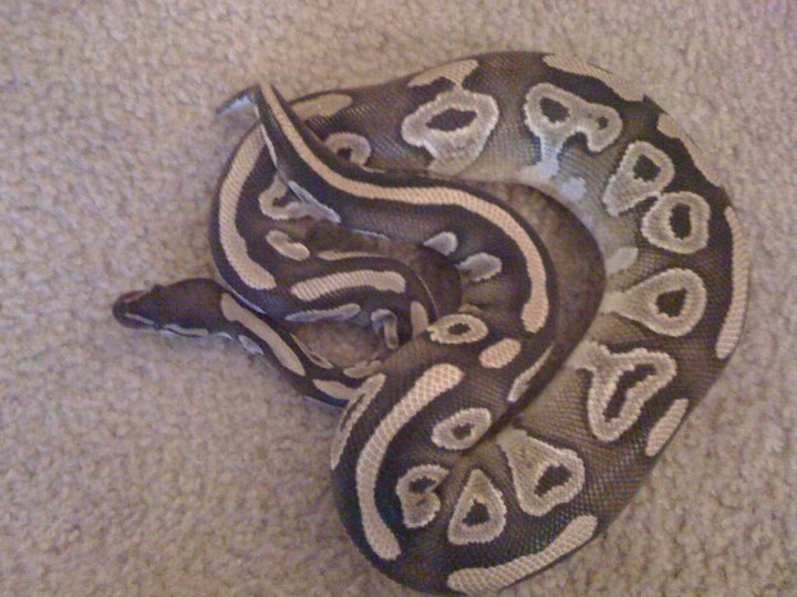 this one is my male breeder for trade