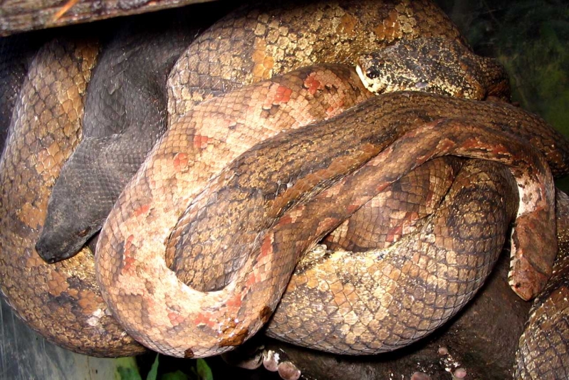 Three wild caught Fiji boas