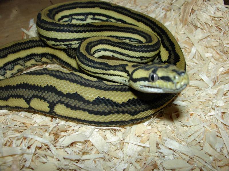Tiger Carpet