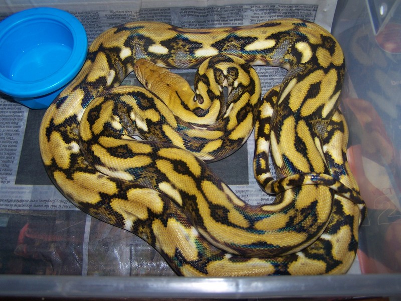 Tiger het albino 3