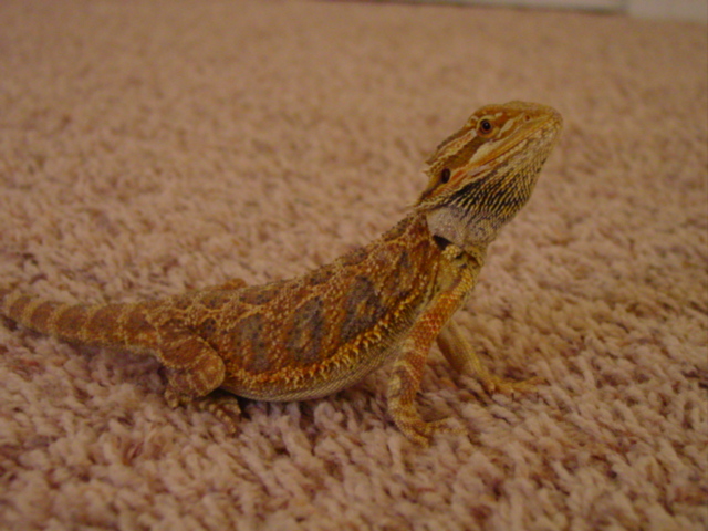 tiger/sandfire bearded