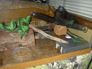 Tile in cage 2