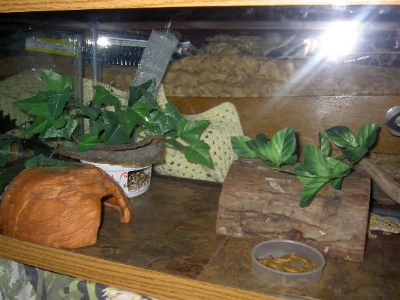 Tile in cage 2