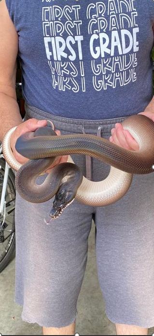 Tim_and_Whitelipped_Python