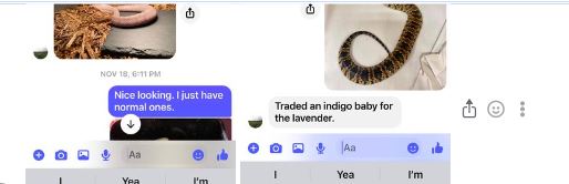 Tim_Brophy_snakes