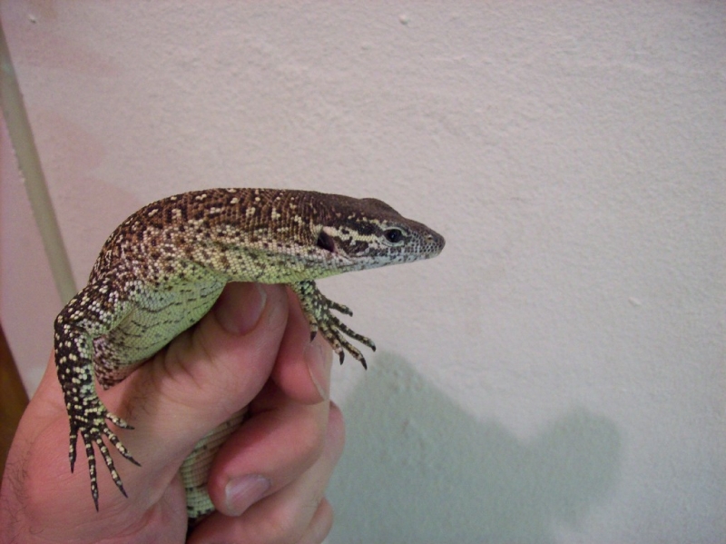 Timor Monitor