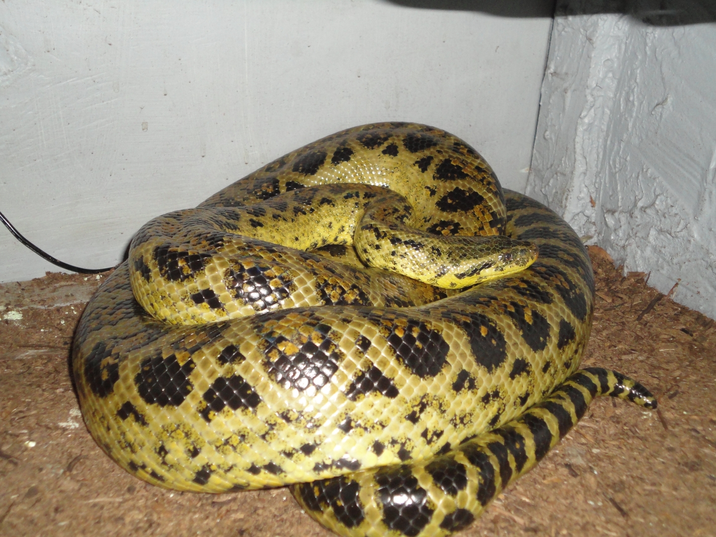 Tiny, oldest female yellow