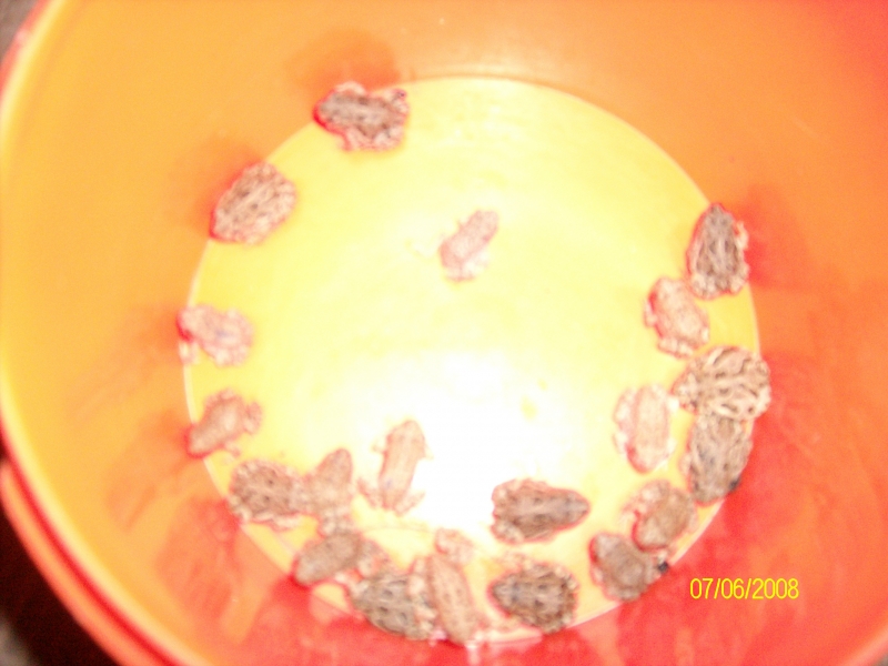 toads_my_wife_and_kids_love_em