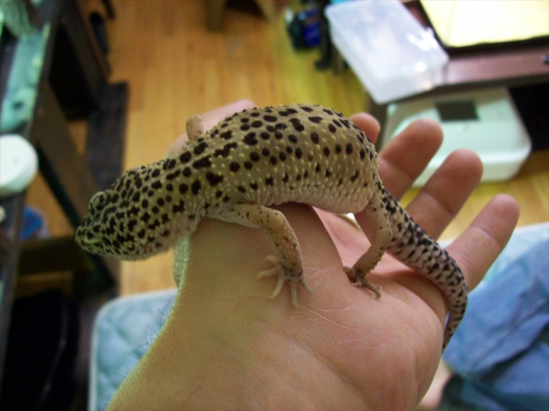 Toe