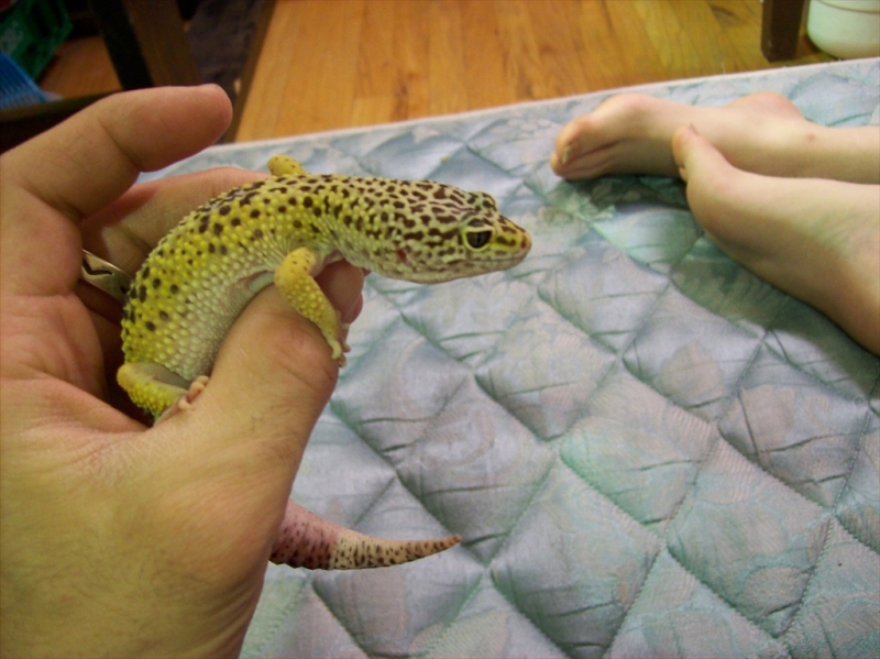 Toe