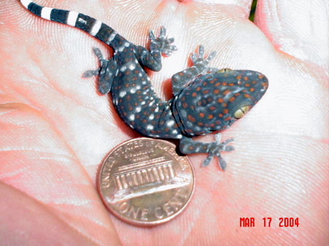 Tokay Hatchling