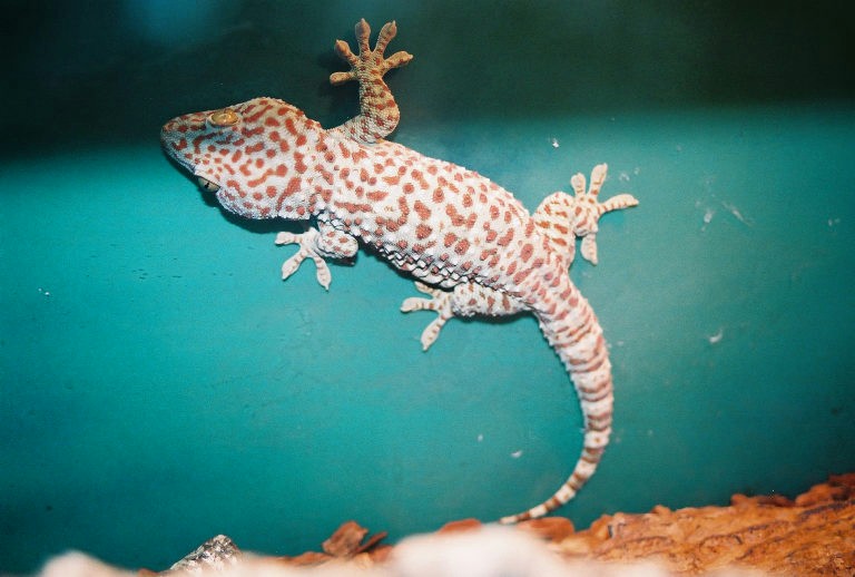 Tokay