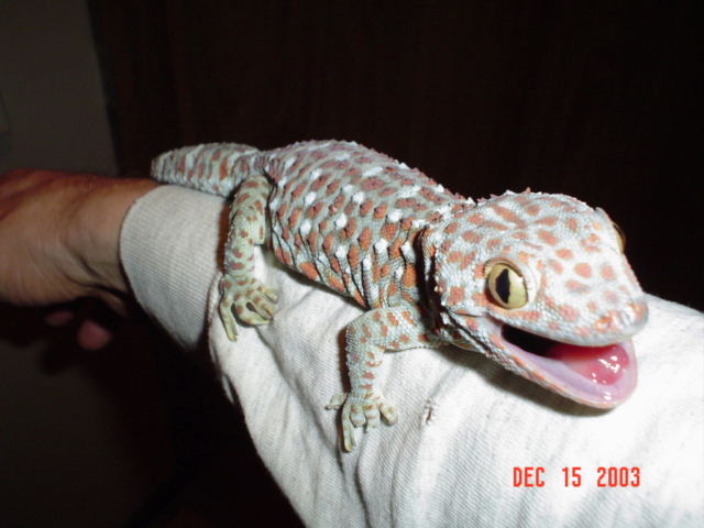 Tokay