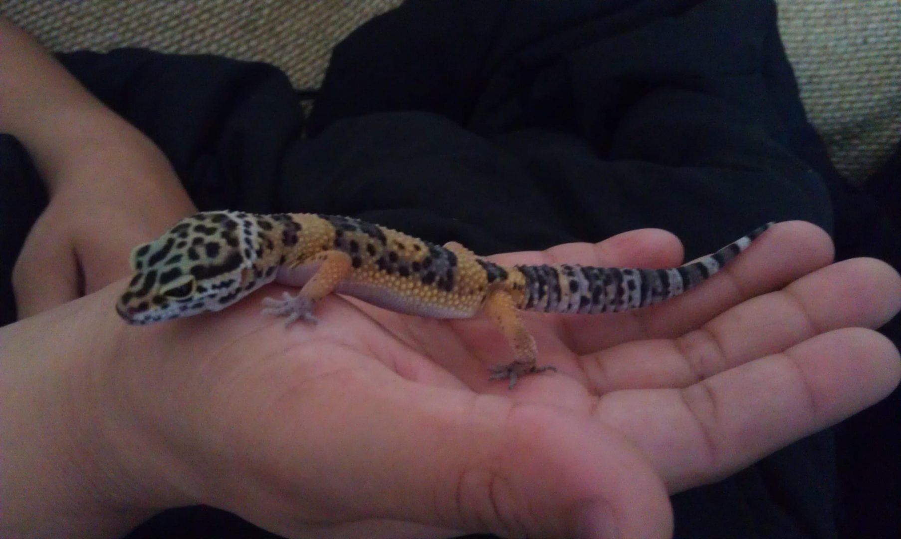 Toki in March