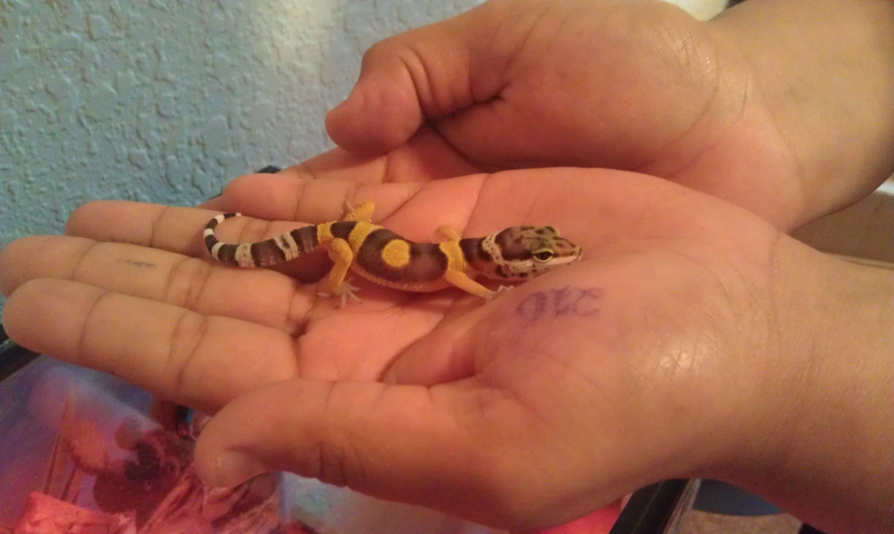 Toki the first day I got him in November