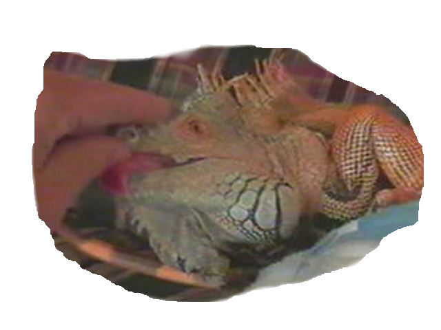 Tongue rub