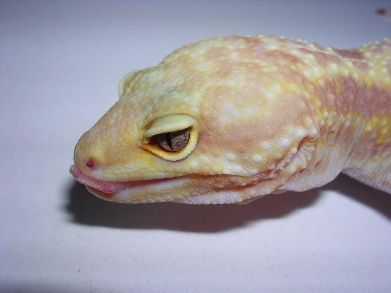 tongue shot