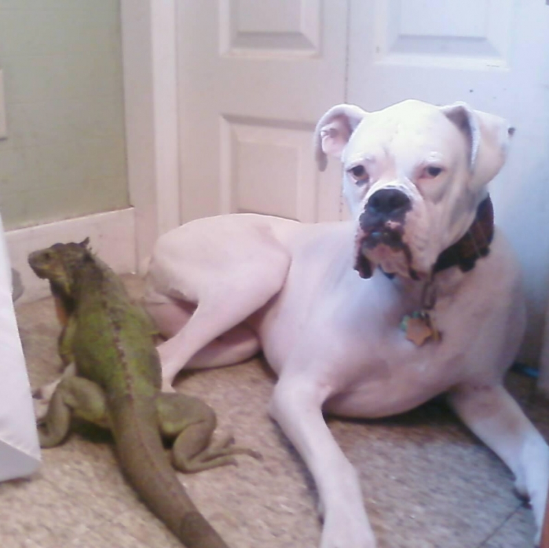 Tootsie and Echo