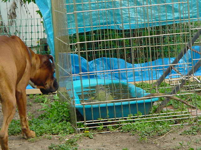 Tootsie and Lola
