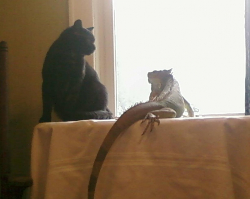 Tootsie and the Cat