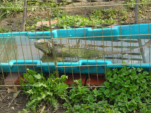 Tootsie in her outdoor pool