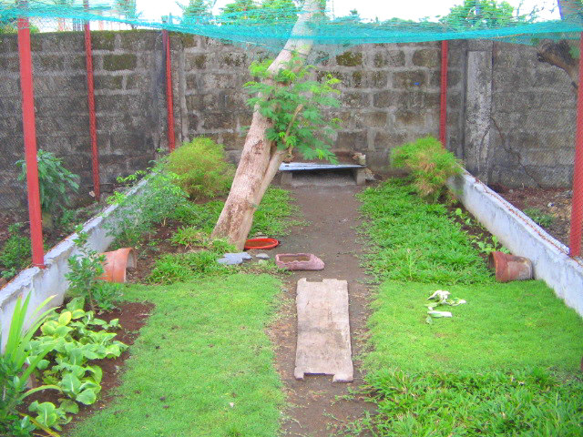 Tortoise Enclosure