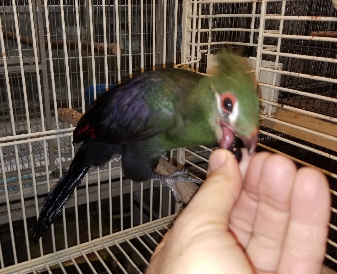 Toucan Jungle