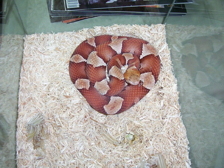 Trans-Pecos copperhead