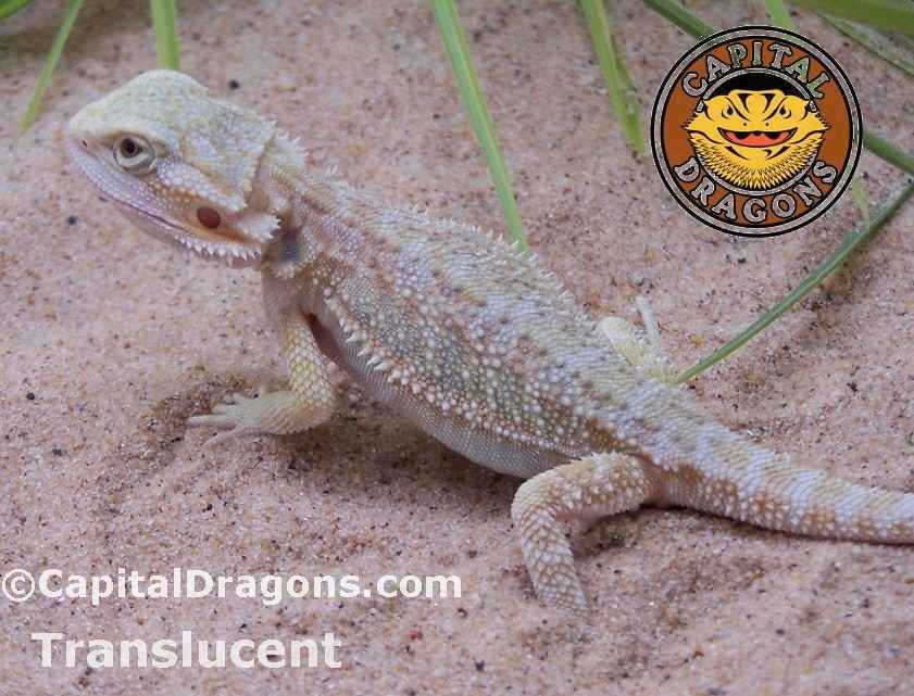 Translucent - Sample picture.