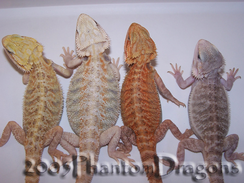 transluscent color morphs