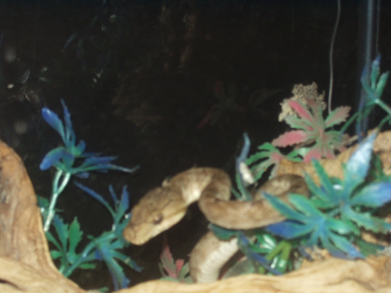 Tree Boa 1
