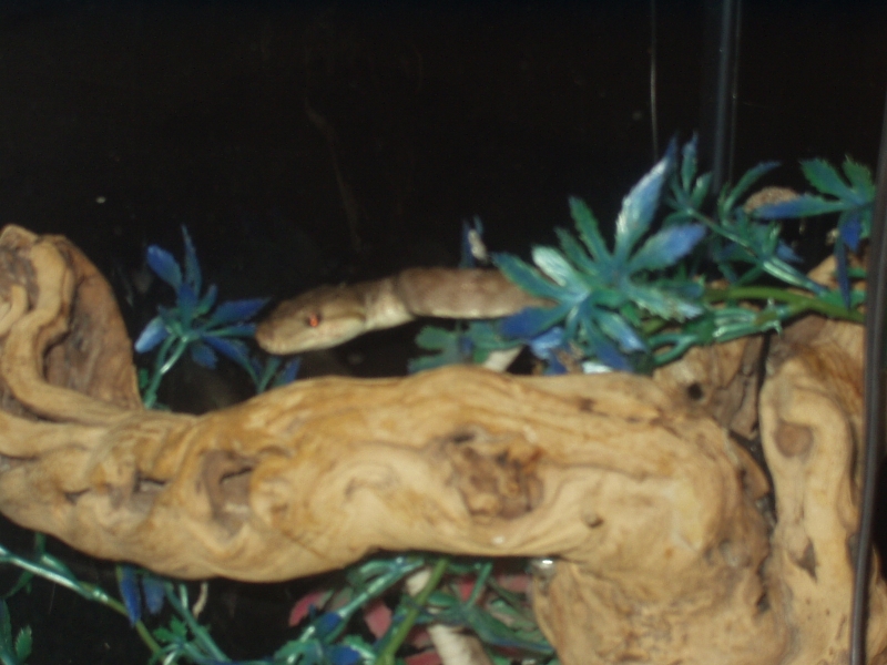 Tree Boa 2