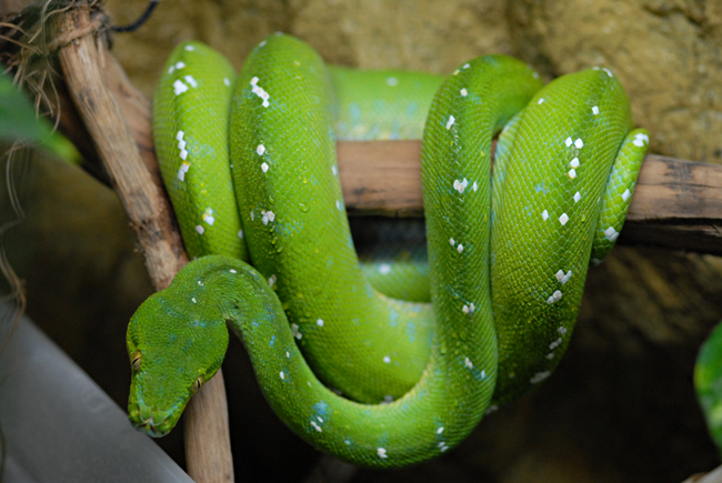 tree_python_1_good