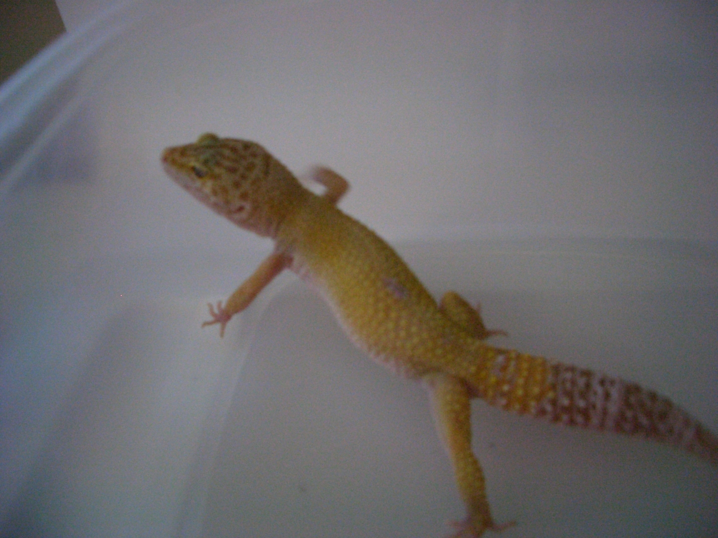 tremper albino 1   weight 43.5 g on 1/31/11