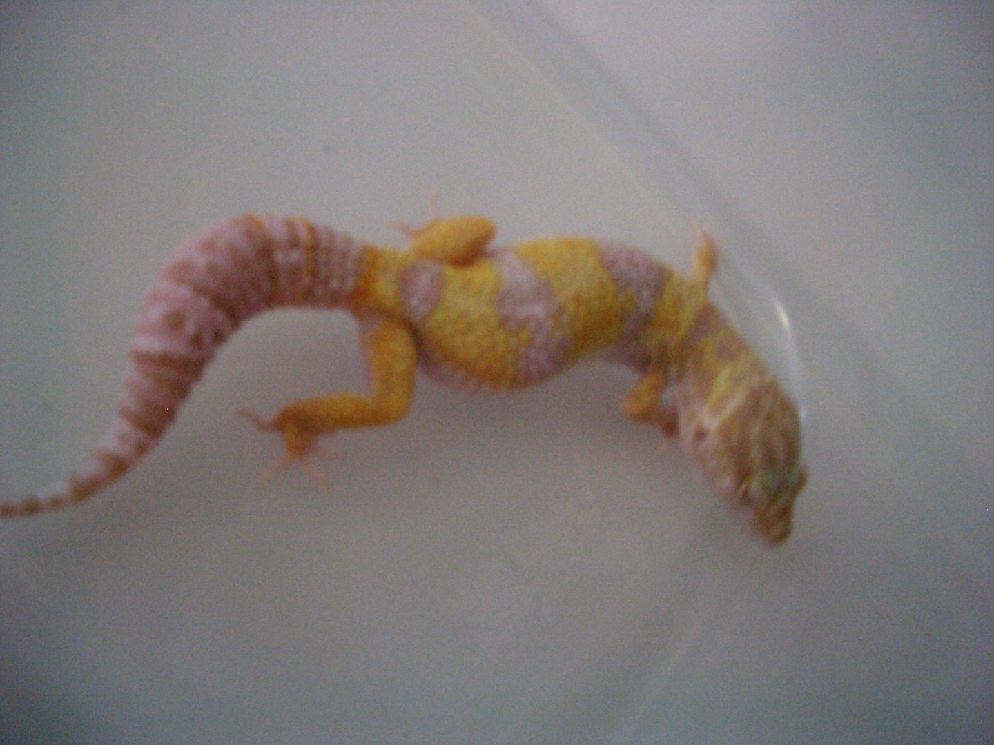 tremper albino 2  43.6 g on 1/31/11