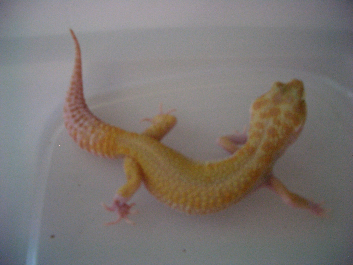 tremper albino 3  weight 43.9g 1/31/11