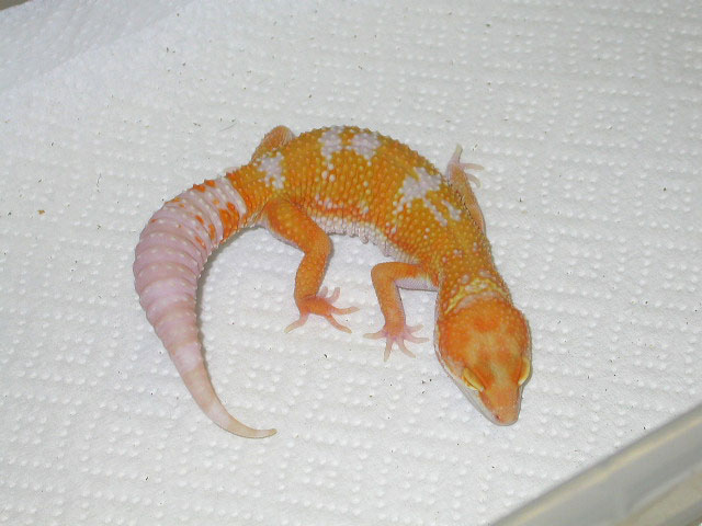 Tremper Albino Giant