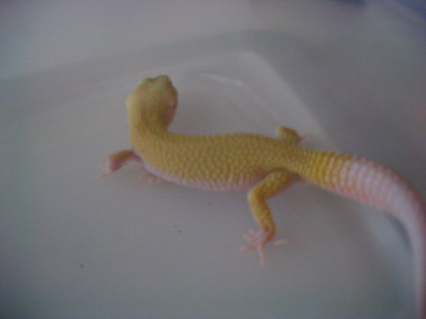 tremper albino male  50.1g 1/31/11